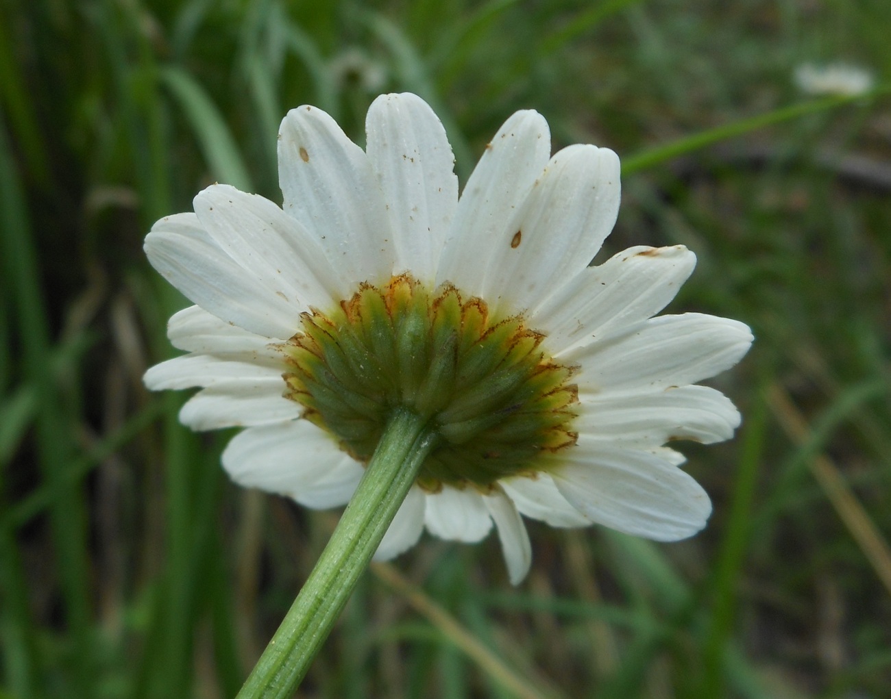 Leucanthemum pachyphyllum Marchi & Illuminati